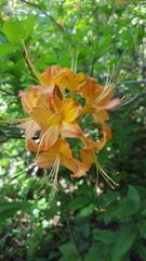 Rhododendron calendulaceum