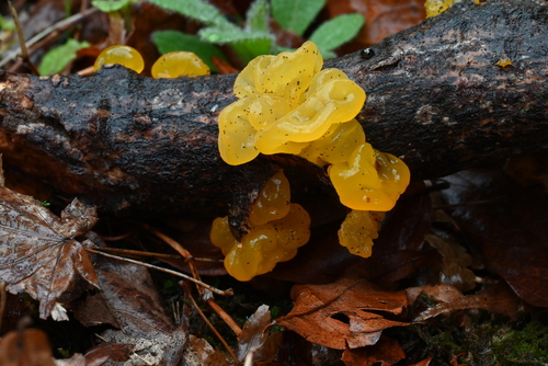 観察された菌類