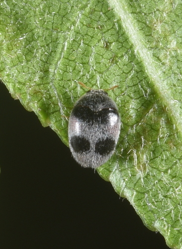 Orphinus pseudoovalis