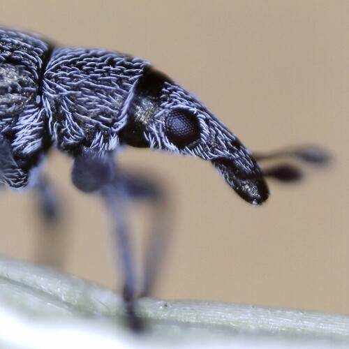 Pseudoperapion brevirostre