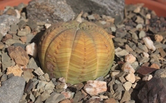 Euphorbia obesa