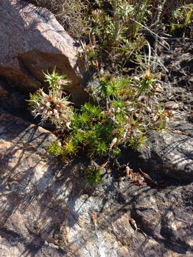 Image of Erica ventricosa by (c) Brian du Preez, some rights reserved (CC BY-SA)