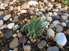 Aloe humilis