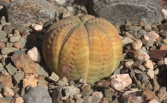 Euphorbia obesa