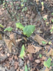 Ribes ciliatum
