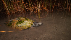 Mexican Giant Musk Turtle photo 3