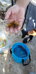 Sargassum natans