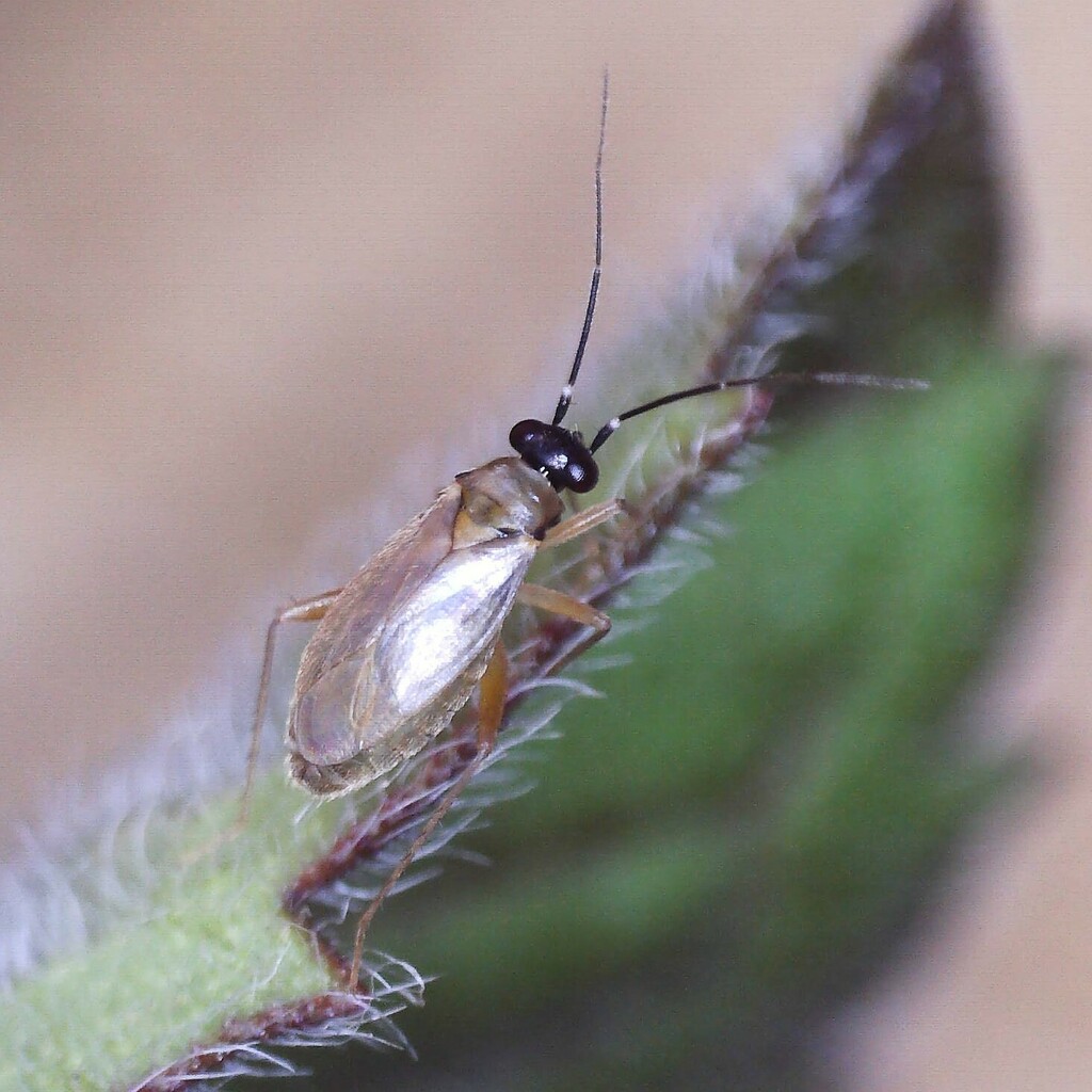 Tytthus pygmaeus