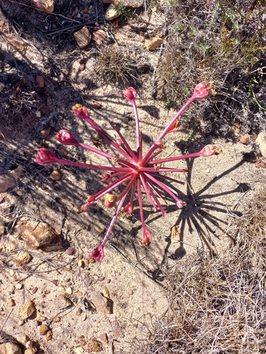 Image of Brunsvigia marginata by (c) Brian du Preez, some rights reserved (CC BY-SA)
