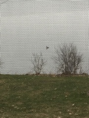 Lophodytes cucullatus