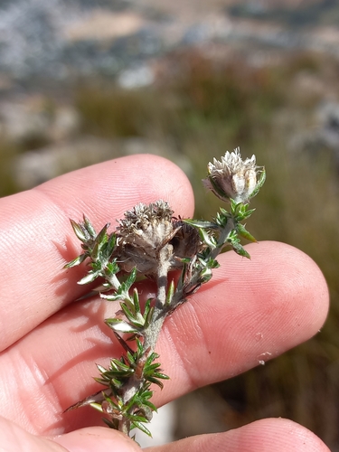 Image of Metalasia cephalotes by (c) Brian du Preez, some rights reserved (CC BY-SA)
