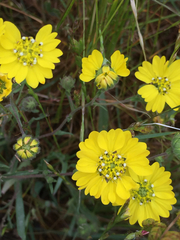 Hemizonia congesta lutescens