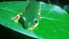 Callimedusa tomopterna