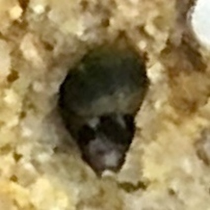 Afrolittorina acutispira
