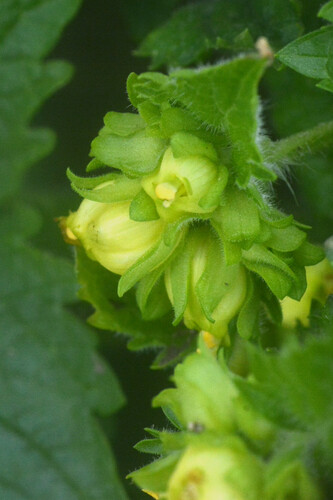 Image of Scrophularia vernalis by (c) Matthew Vosper, some rights reserved (CC BY)