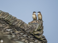 Brown-Breasted Bulbul photo 1