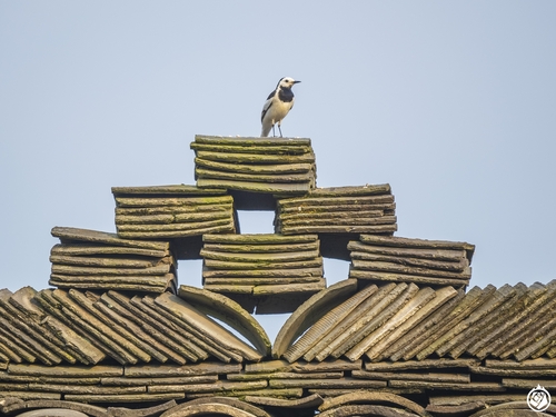Chinese White Wagtail