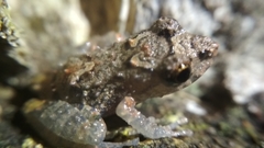 Pristimantis brevicrus