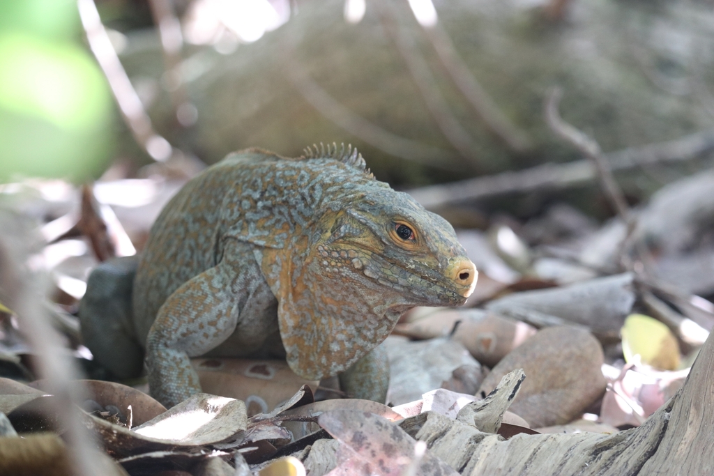 Central Bahamian Rock Iguana