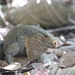 Acklin's Ground Iguana - Photo (c) Michael Bommerer, some rights reserved (CC BY), uploaded by Michael Bommerer