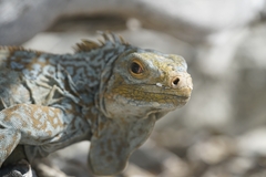 Central Bahamian Rock Iguana photo 3