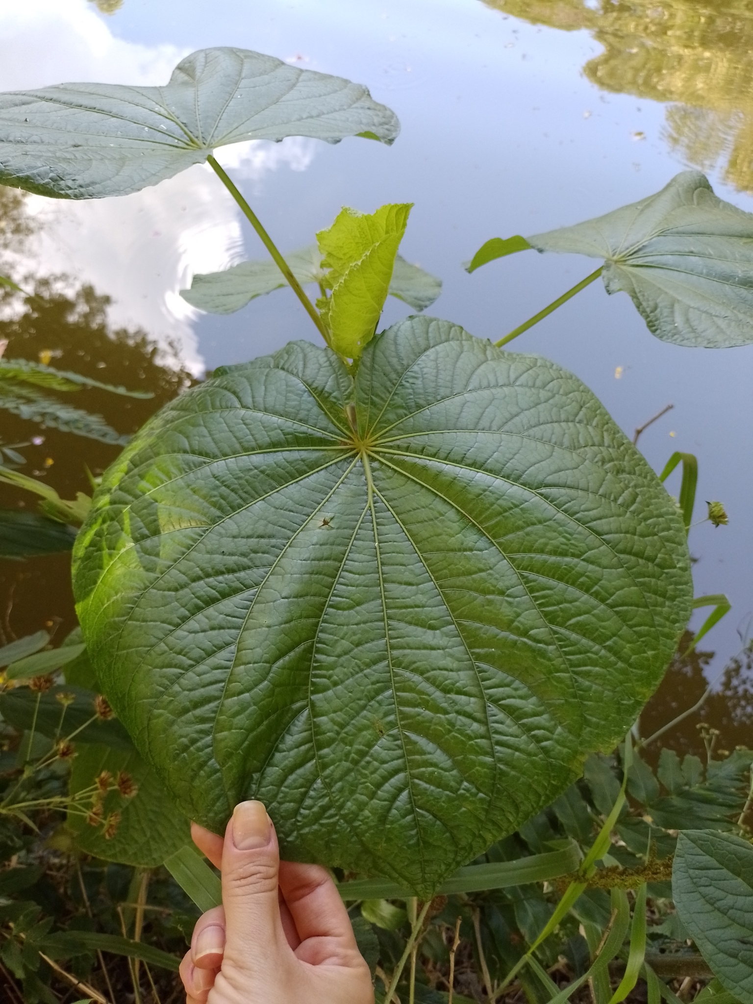 Piper umbellatum