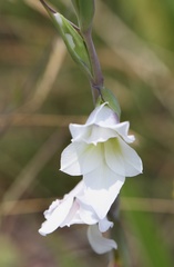 Gladiolus calcaratus