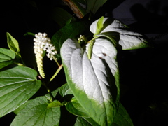 Saururus chinensis