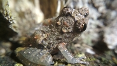 Pristimantis brevicrus