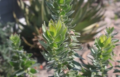 Mimetes capitulatus