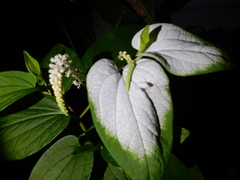 Saururus chinensis