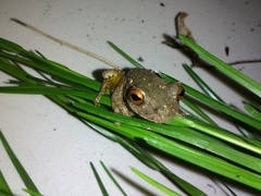 Gloomy Mountain Stream Frog photo 2