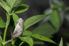 Disparia wilemani