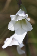 Gladiolus calcaratus