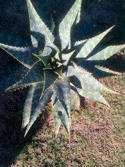Aloe