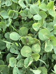 Astylus vittaticollis