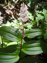 Maianthemum paniculatum