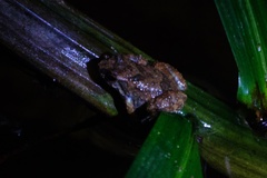 Yasuni Rocket Frog