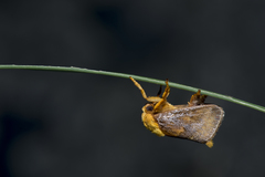 Narosoideus flavidorsalis