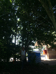 Xanthostemon chrysanthus