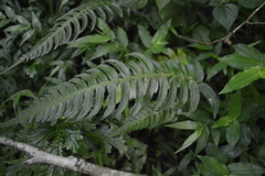 Blechnum appendiculatum
