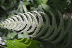 Blechnum appendiculatum