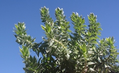 Mimetes capitulatus