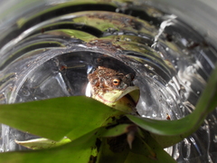 Gloomy Mountain Stream Frog photo 3