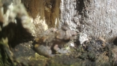 Pristimantis brevicrus
