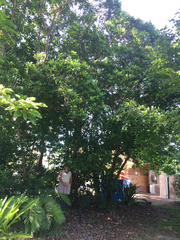 Xanthostemon chrysanthus