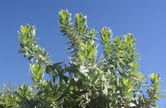Mimetes capitulatus