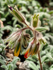 Onosma frutescens