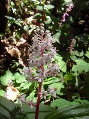 Maianthemum paniculatum