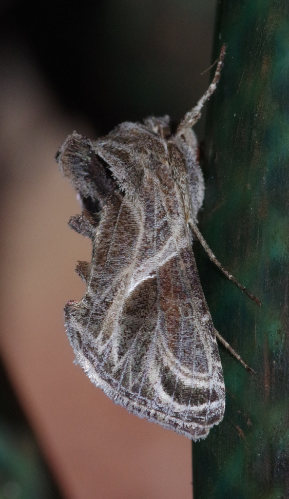 Trichoplusia arachnoides